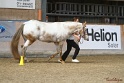 24-ApHC HIH_016